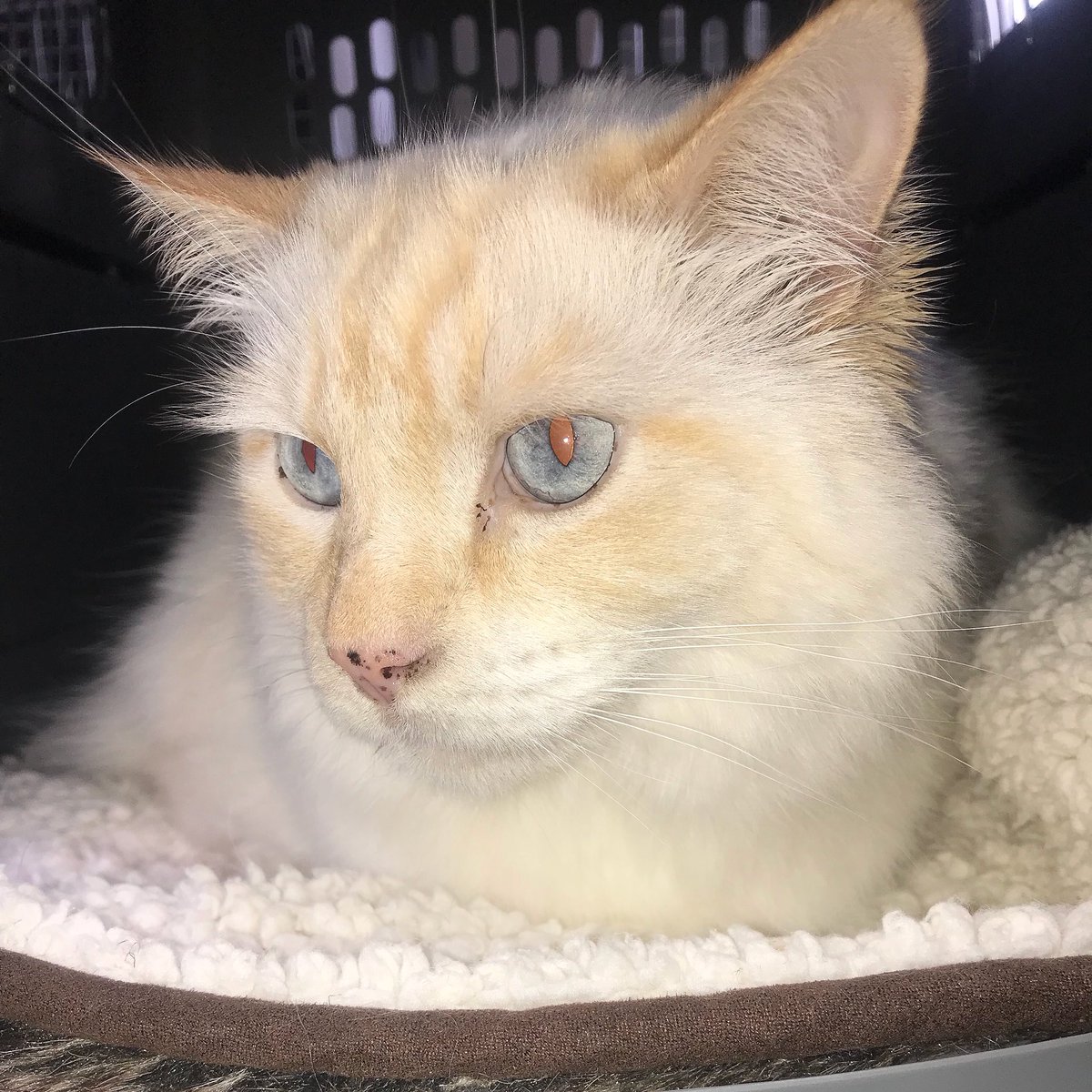 AngloPets's tweet photo. #harry #cat flew from #malaga @malagaairportt3 to #doncasterairport @DSA_Airport #tui #flyyourpet #petpassport #cute #cuddly https://t.co/KhYRmcAN5Y