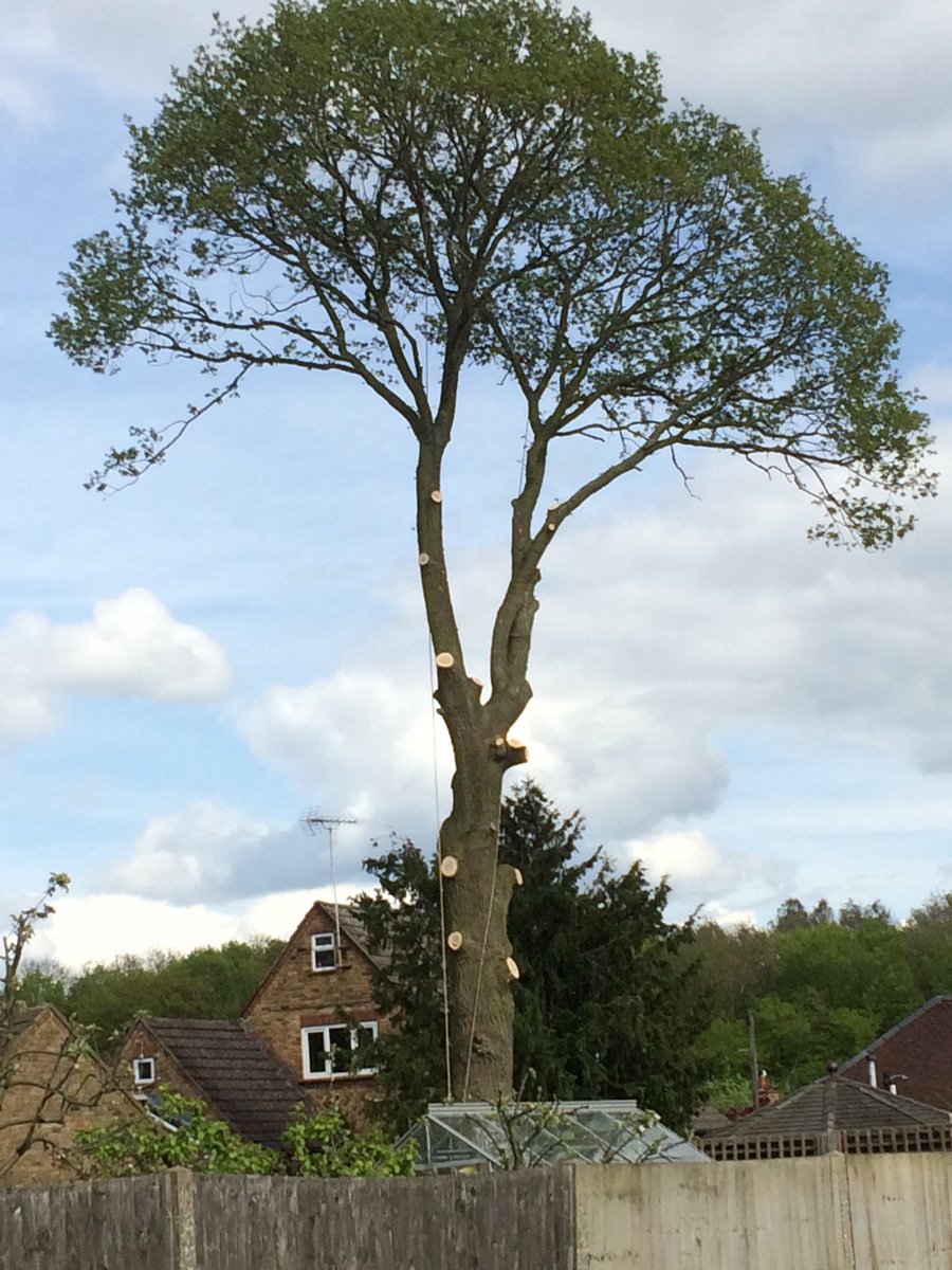 oldspeckledpete's tweet photo. Death of oak tree hundreds of years old for no apparent reason https://t.co/CVwv8nVh0I