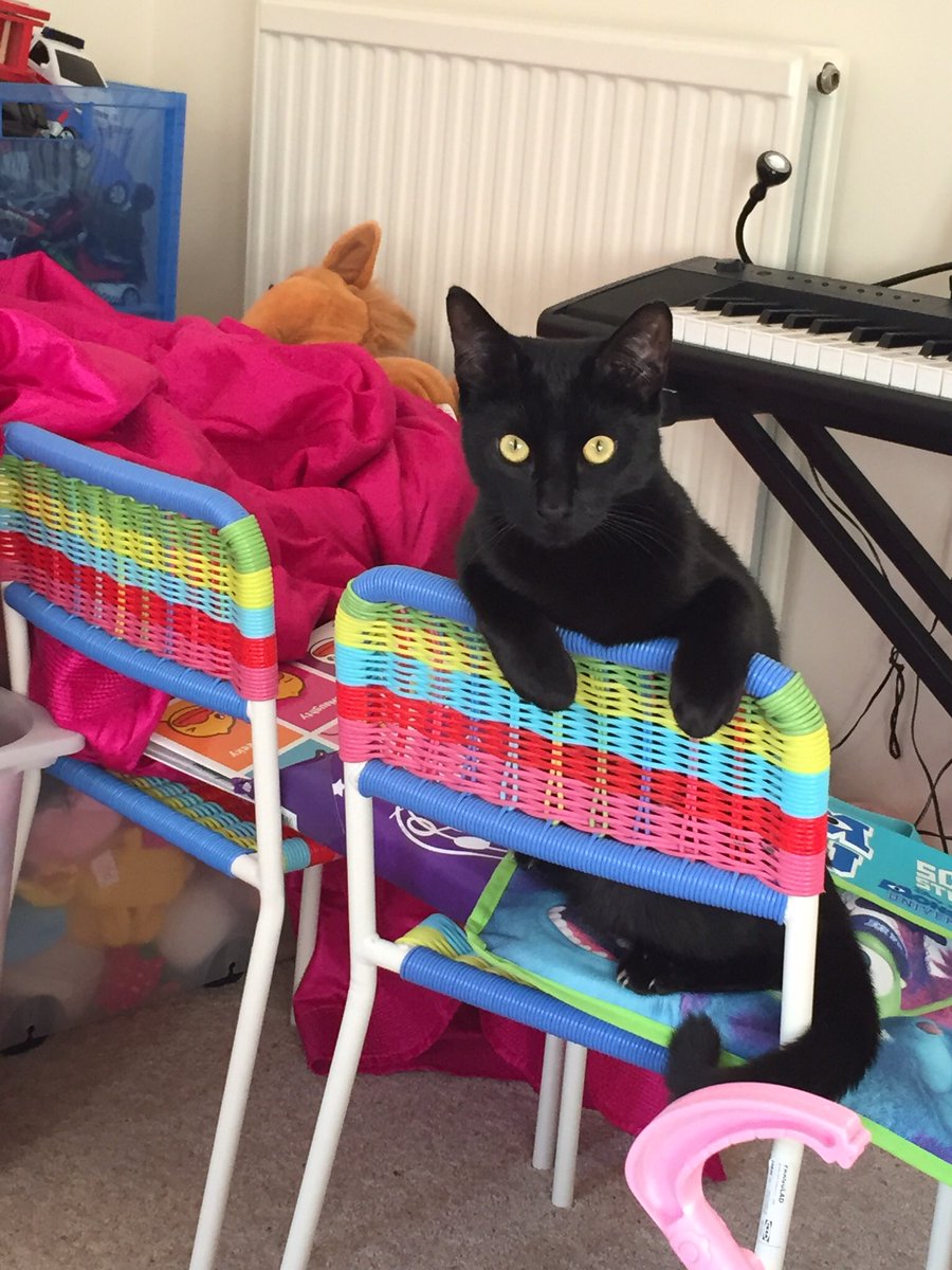 janiedevlin's tweet photo. @Audreyrosenstei here’s my beloved Fluffy just after I caught him playing on the keyboard 😉😸 https://t.co/pBaHfwcTHn