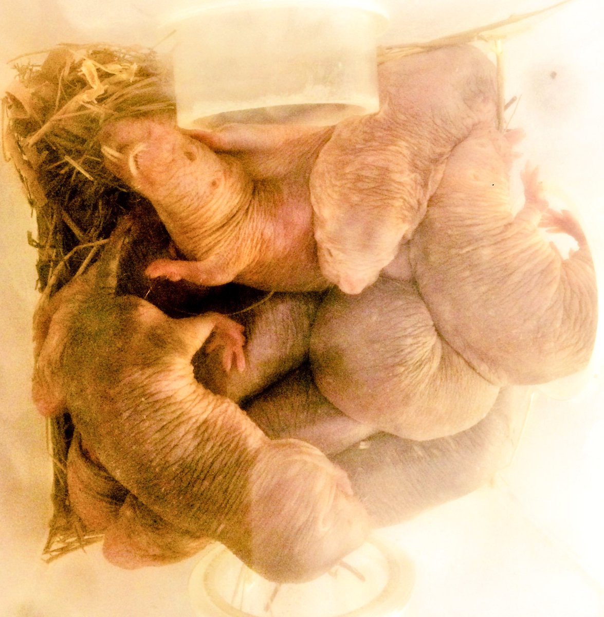 Tor kemp tweet media