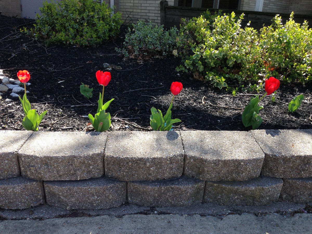 UpperMerionSADD's tweet photo. The tulips we planted during Red Ribbon Week have bloomed, reminding us of the beauty of a drug free life. #InspirationGrows #2InspirePA https://t.co/hQ5f7Xdc7h