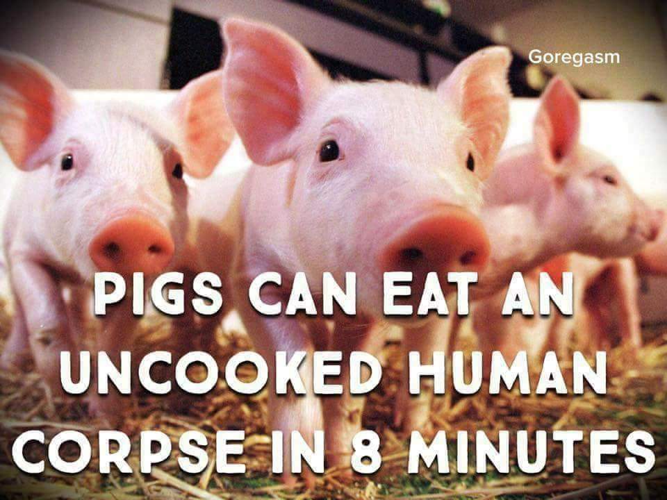 whosinoga's tweet photo. @gossgoss6 @meanboyspodcast maybe a horse really could eat a human? https://t.co/szQh3SKumE
