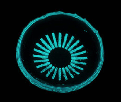 revoptom's tweet photo. Researchers have created a novel light therapy option: glow-in-the-dark contact lenses, designed to reduce the metabolic demands of the retina and, hopefully, reduce damage from diabetic retinopathy.

Follow the link below to read more. 
https://t.co/Ju2SQPJtoA https://t.co/dbthKmkg6H