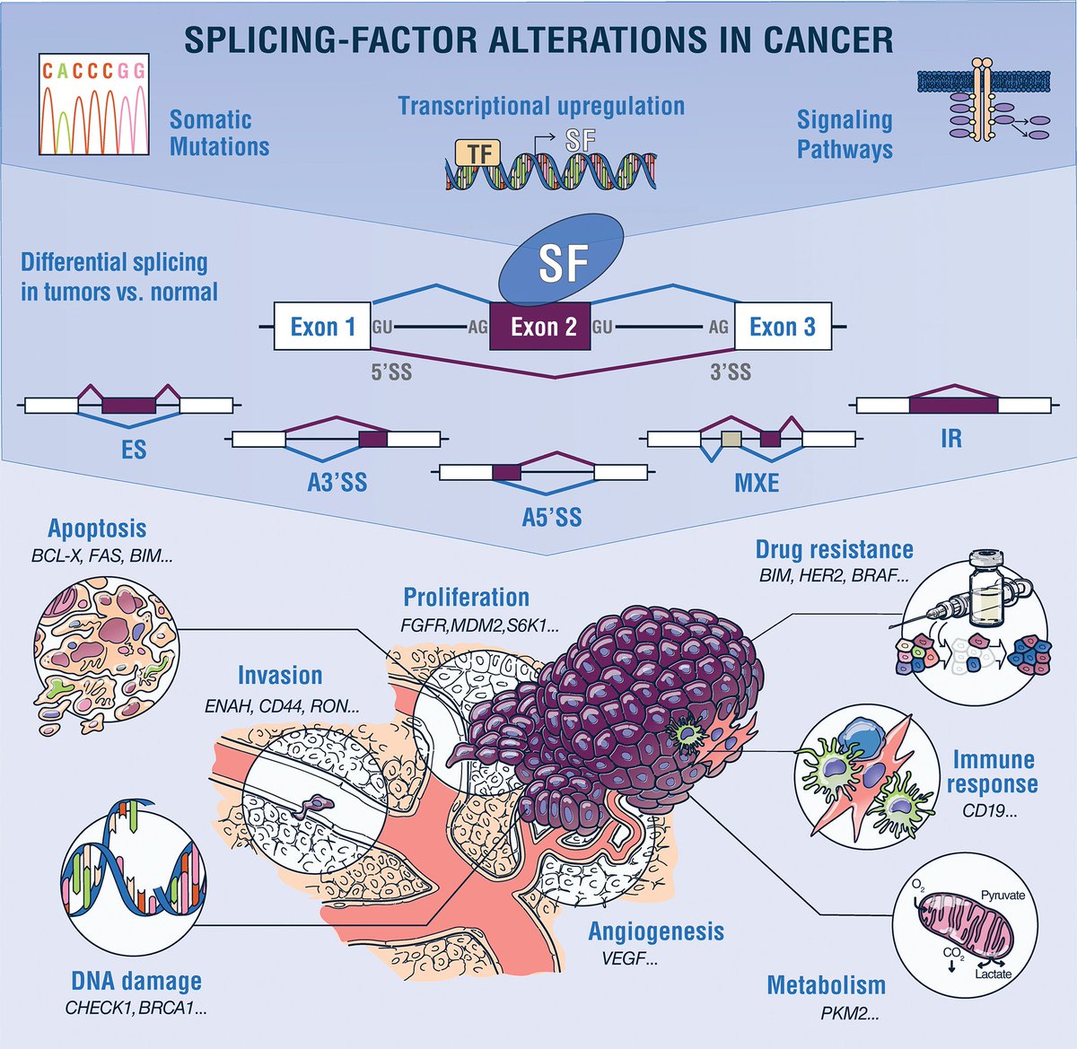 OTSociety's tweet photo. REVIEW: Alternative-splicing defects in cancer: Splicing regulators and their downstream targets, guiding the way to novel cancer therapeutics
#antisense #oligonucleotides $SRPT $IONS $WVE $QURE @StokeTx #CancerResearch #spliceswitching
https://t.co/vGV7BwrYZ7 https://t.co/CUFjgUIFwJ