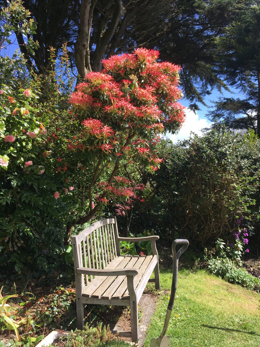 carnsightcam's tweet photo. This old pieris never disappoints. #cornishspring https://t.co/1f4Fi47fj0