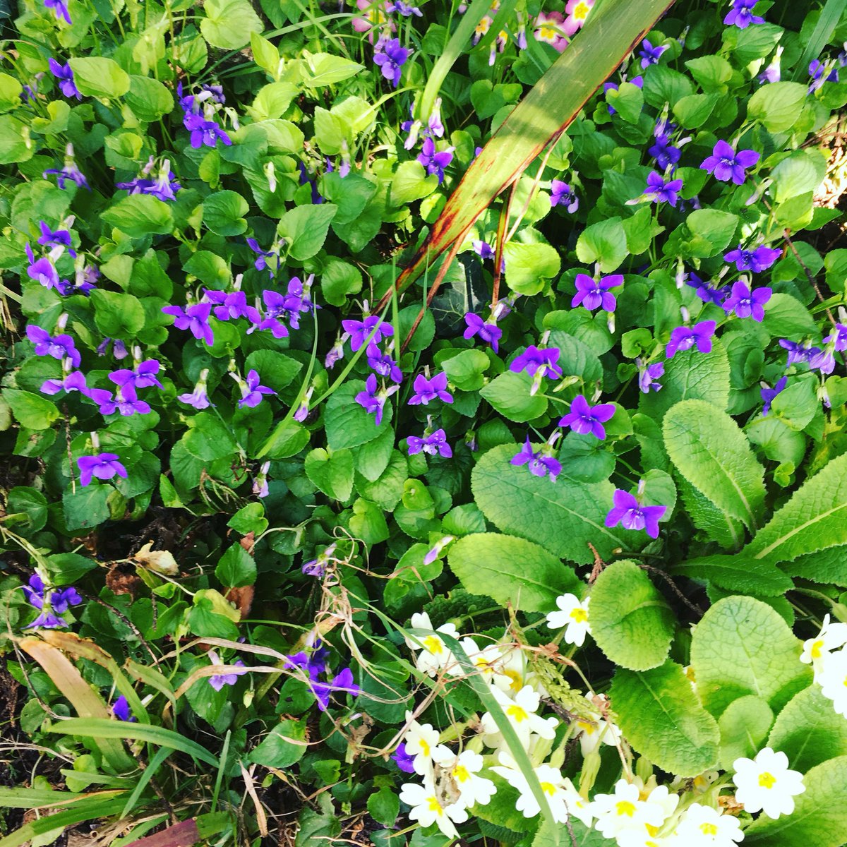carnsightcam's tweet photo. Often the stars of the garden are the flowers that plant themselves. #violets #primroses #cornishspring #shade https://t.co/9B1CuBAEE2