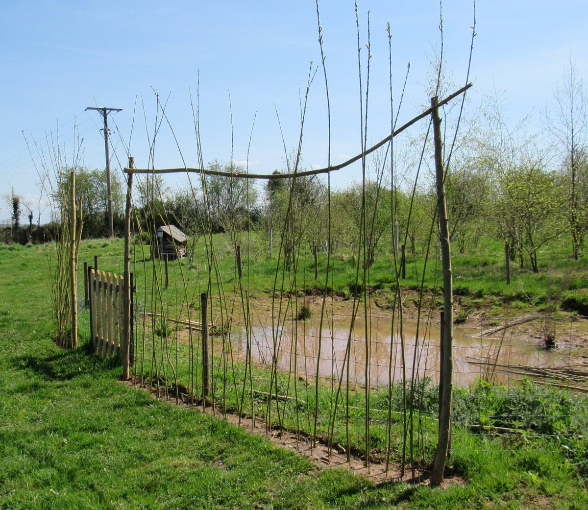 ncurrywildlife's tweet photo. New willow screen planted around part of the pond with willow left over from the tunnel. Waiting to see how well the pond holds water before deciding about a liner. https://t.co/zyJ0EvTqfr