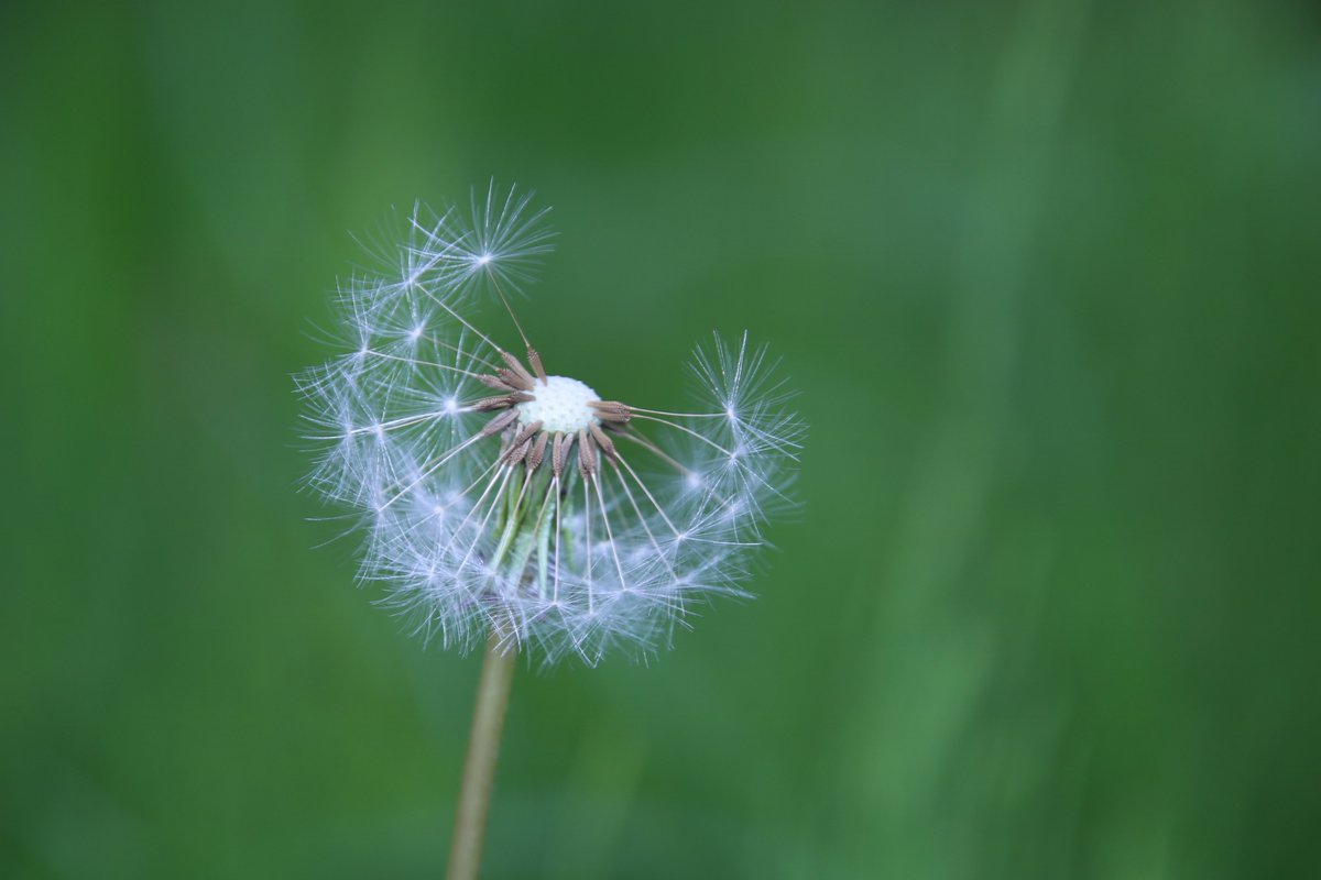 たんぽぽ の 綿毛 タンポポの綿毛の豆知識とトリビア マジ 耳の中に入って発芽した