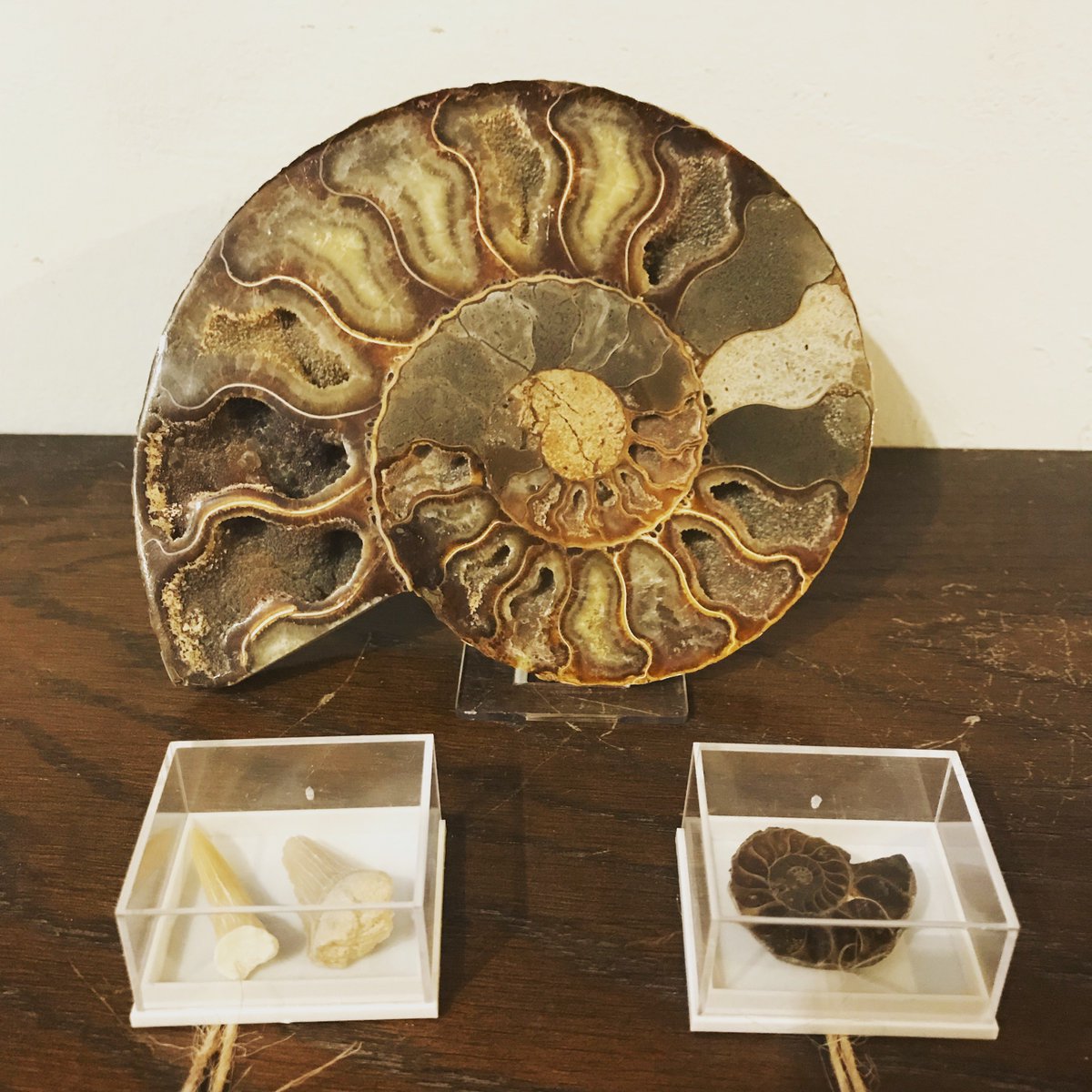 Ammorite, are you alright? Big ammonite fossils, small ammonite fossils and shark teeth fossils now in stock 🐚🦈  #sheffield #sheffieldissuper #shopindependent #shoplocal #fossils #naturalhistory #geology #palentology #archaeology #nature #ammonite #ammonitefossil #shark #bones