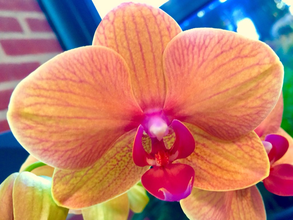 Levo Shop tweet media