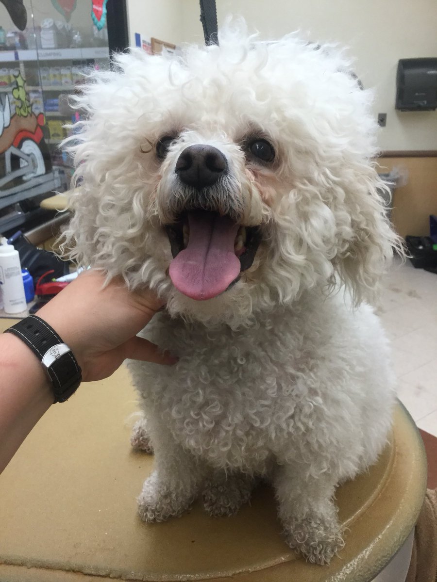 Petsmart Grooming-Commack tweet media