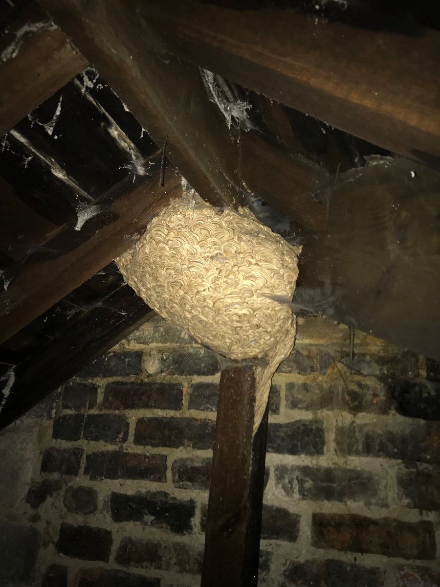 rsltd_org's tweet photo. Our specialist #BuildingSurveyors conducted a #Dilapidations inspection on a Grade ll Listed Building in #Gosforth - When they entered the roof space they were confronted by this large wasps nest!🐝 https://t.co/NtBfCpfO1T