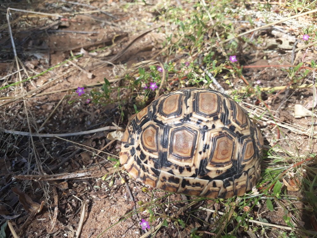 markhammick's tweet photo. Look what I found whilst weeding the garden today #lostinbots https://t.co/4T0hpbQcGH