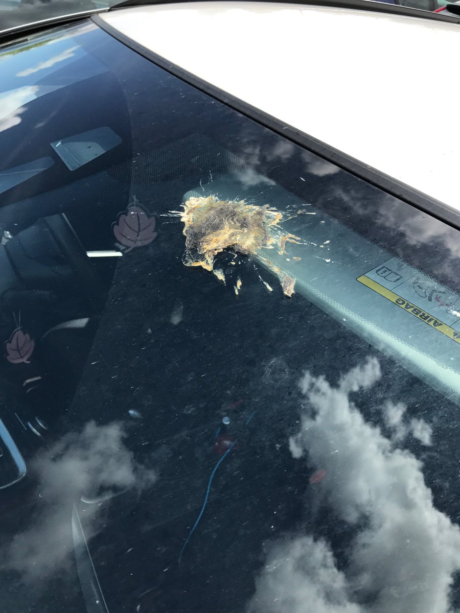 j26_King's tweet photo. Come back to find a pterodactyl has done a fly-by on my motor👍🏼 https://t.co/shQP7bipJs
