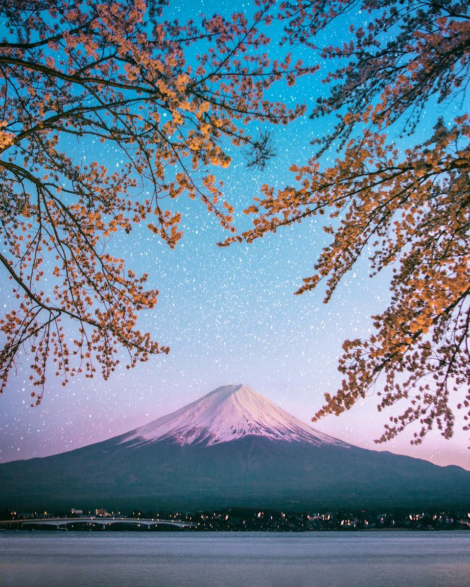 1000 Gambar Bunga  Sakura  Dan  Gunung  Fuji  HD Terbaru 