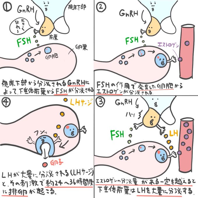 ゴロ 解剖生理イラストさん の最近のツイート 14 Whotwi グラフィカルtwitter分析