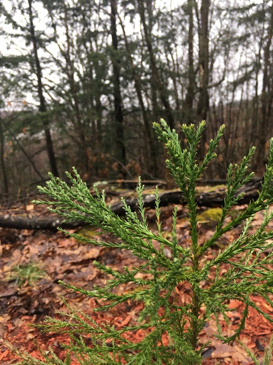 ChelseaSequoia's tweet photo. Survived my 6th winter in #Chelsea, QC, and damn if I’m not the greenest tree in the woods. 💚 https://t.co/8B4z08pcIp