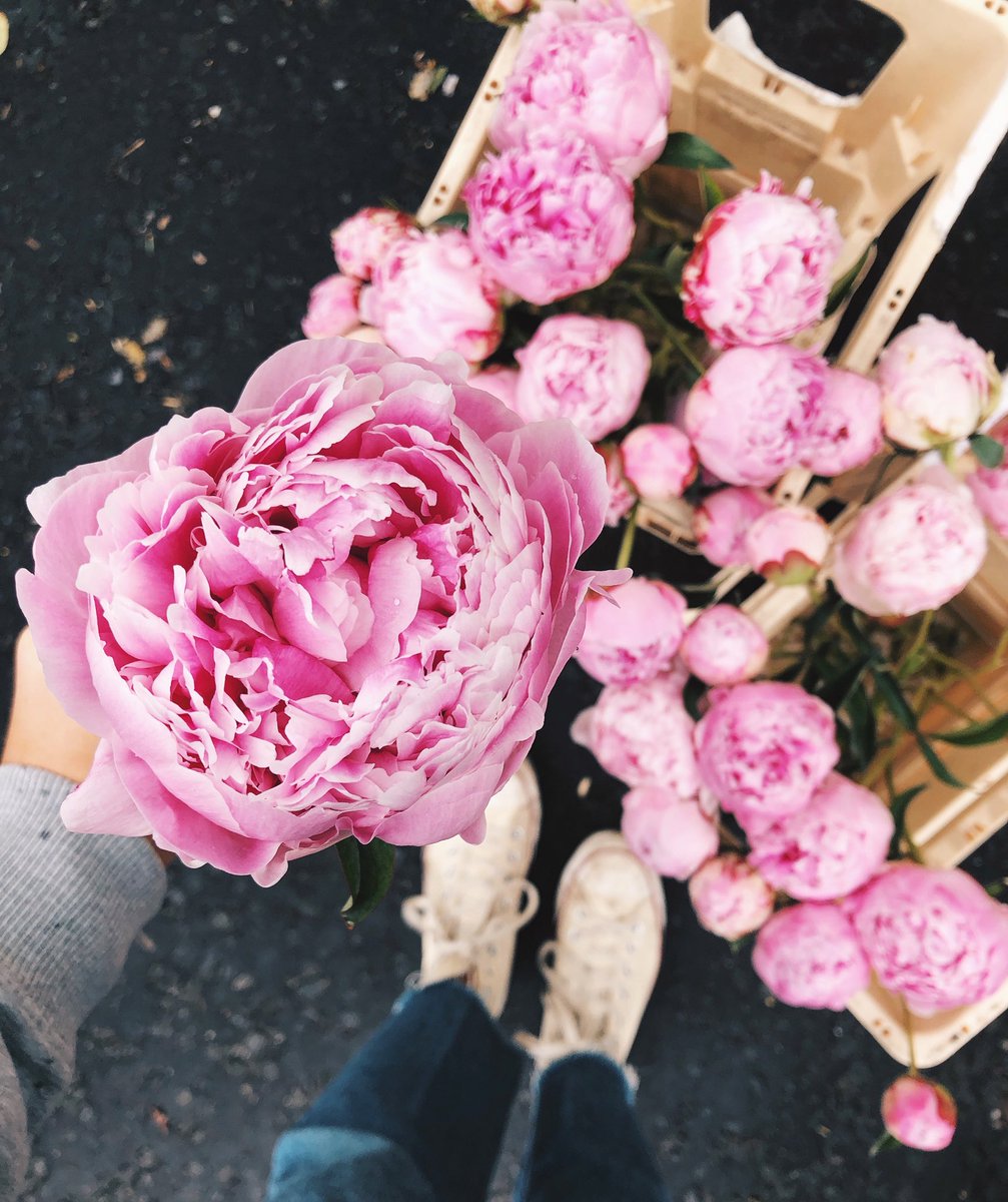 mudurbanflowers's tweet photo. #GLASGOW Friday’s daily design: order little for £19 or upgrade to luxe for £39 for double the stems plus 🌸💥✨#PEONIES✨💥🌸 (order at https://t.co/DZJ4L0egRL) #bbywantspeonies #glasgowflorist https://t.co/VcP4dJYn7L