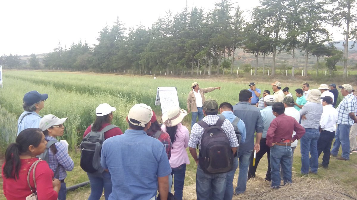VillaAlcant's tweet photo. Recorrido por la Mixteca Oaxaqueña para conocer avances en la intensificación sustentable de la producción agrícola, nos acompaña @rgosingh y el Dr Patrick Wall.
@ACCIMMYT
@HubPSurCimmyt 
@BramACCIMMYT 
@SAGARPA_Oax 
@SAGARPA_mx https://t.co/2xWRP5fYxt