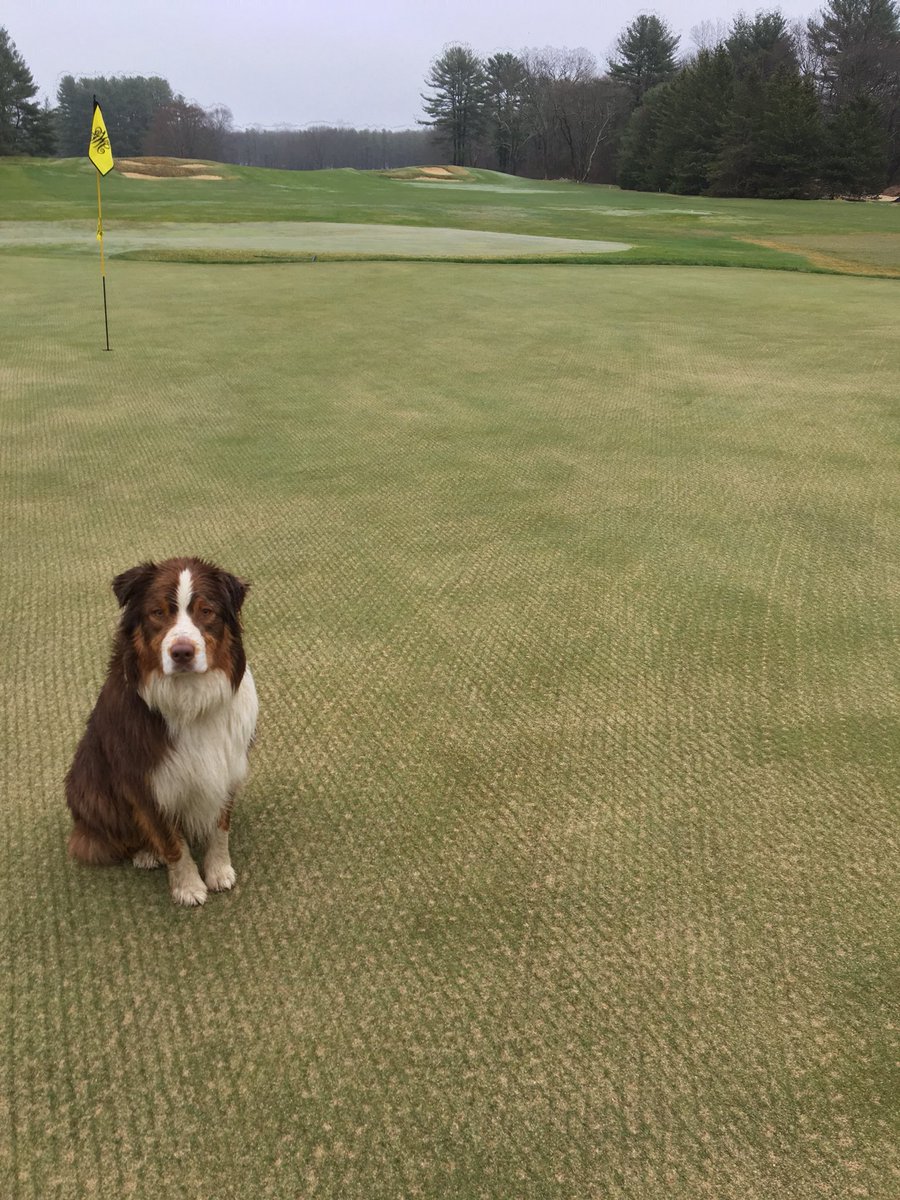 WGC_Grounds's tweet photo. The golf course is now open.  Thanks to a job well done by the WGC Greens Staff, greens aeration was successfully completed. Tee aeration is ongoing and fairways will be aerated Monday April 30. First tee time Monday will be 10am. Thanks to our patient and understanding members https://t.co/IJ1L6tQqTO