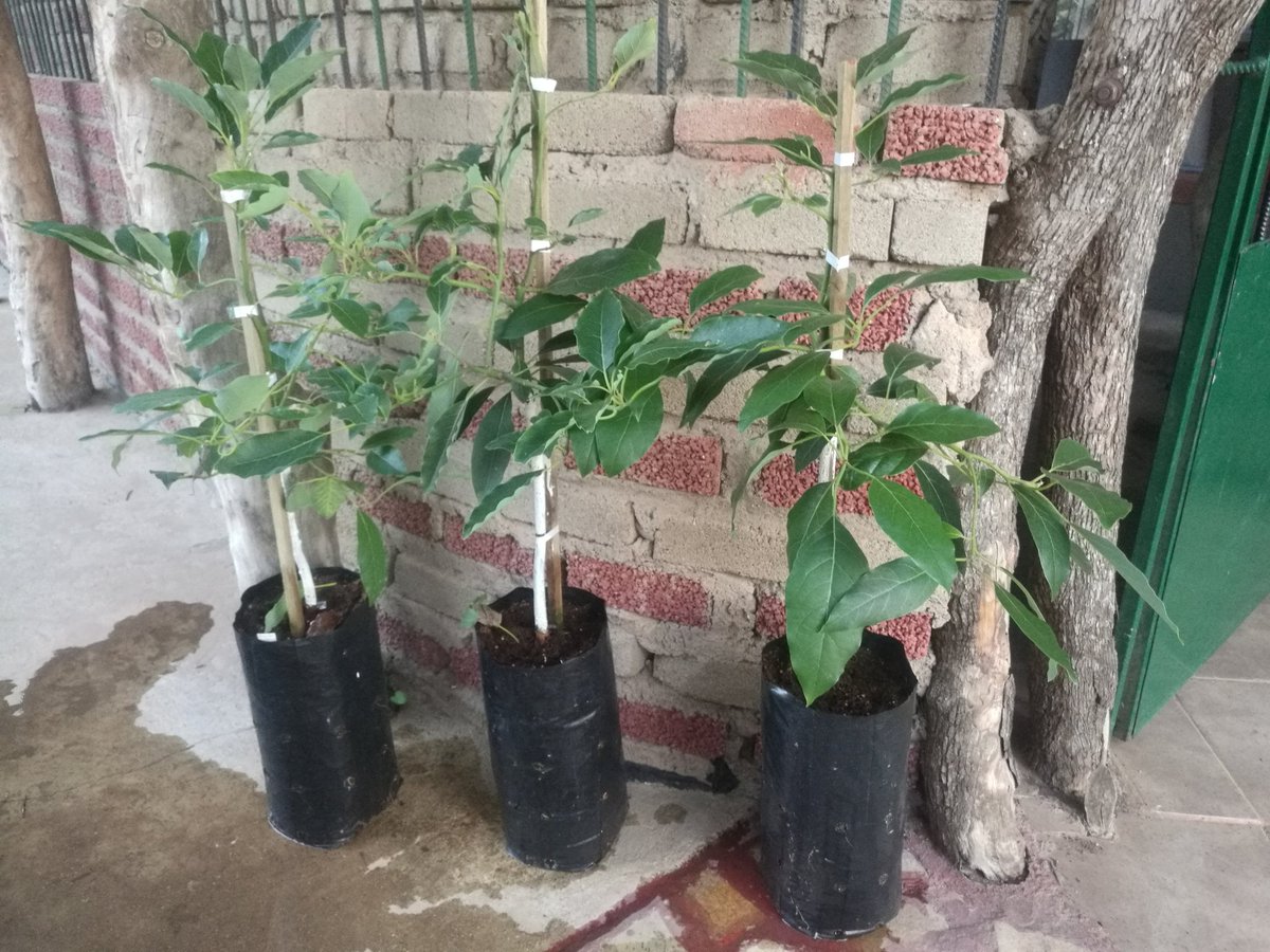 shoni_sst's tweet photo. 25 April 2018 ... welcome sweethearts... #avocado #avo #mybackyard #mysideyard #myfrontyard #myeverythingyard #farm #beautifulbeginnings #green #fresh #growth #wealthmindset #delayedpost https://t.co/hjsjftz1e6