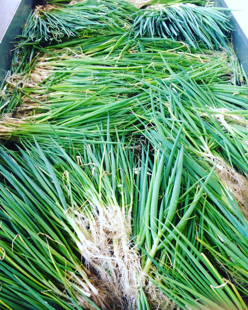 That's a lot of beautiful bunching onions! Find them alongside 🍓strawberries and asparagus at the #farmstand 2-6pm today. #farmdurm #spring #bunchingonions #strawberries #asparagus #eatwiththeseasons #springmeals