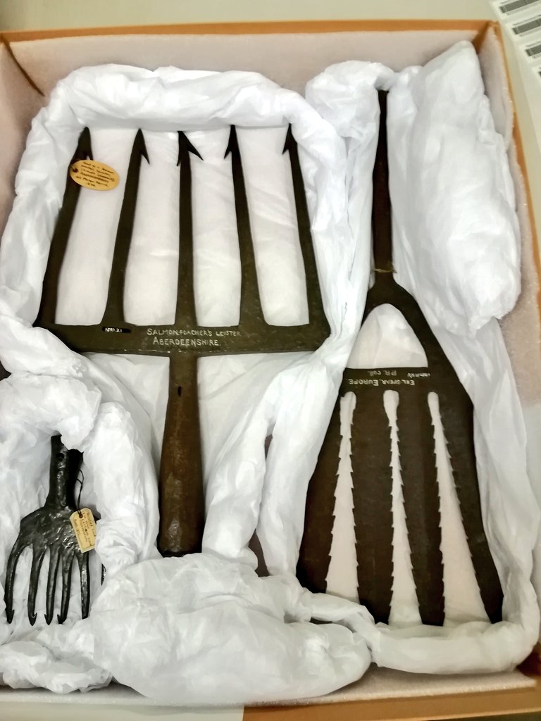 Pitt_Stores's tweet image. &quot;Apparently you&apos;re never more than a couple of meters from an eel&quot;: Pitt Rivers Museum senior staff member, 26Apr2018 #AbsoluteTruth #Eels #EelSpear #EelFacts