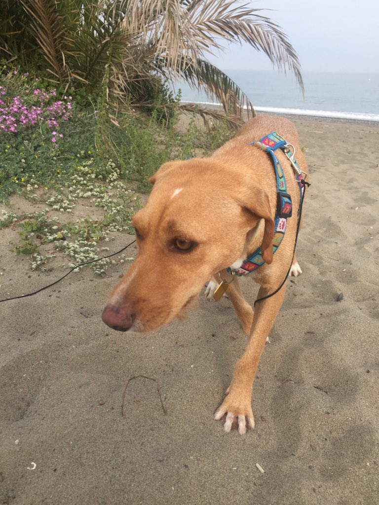Oh I do like to be beside the seaside .... 

#dogwalker #marbellastyle #pawfectionmarbella #marbelladogs