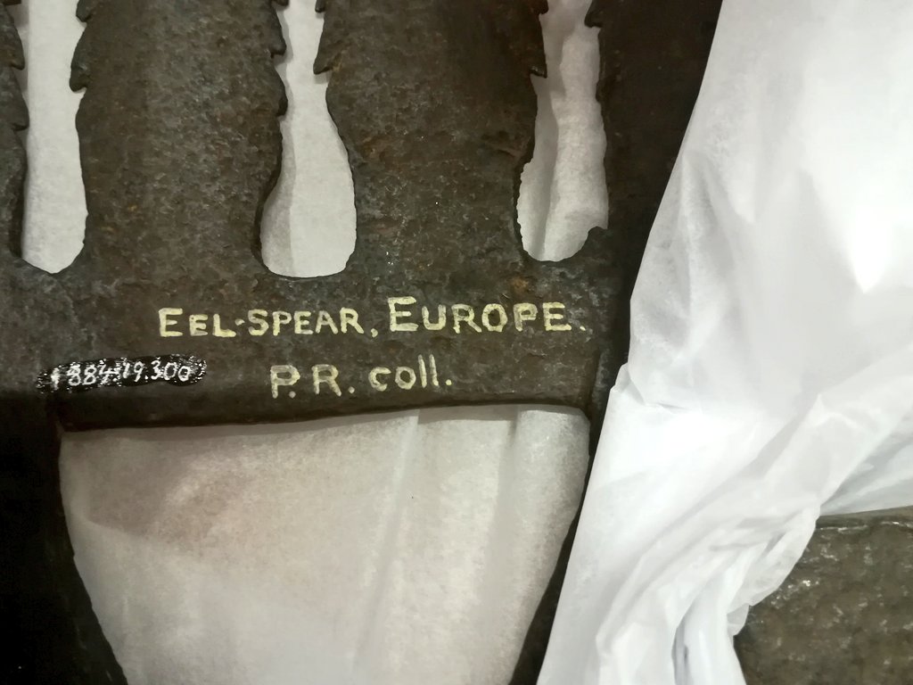 Pitt_Stores's tweet image. &quot;Apparently you&apos;re never more than a couple of meters from an eel&quot;: Pitt Rivers Museum senior staff member, 26Apr2018 #AbsoluteTruth #Eels #EelSpear #EelFacts