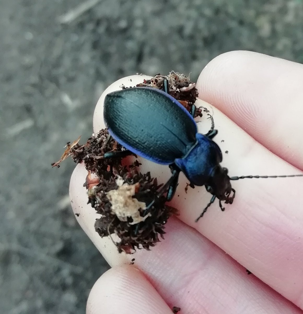 snook81182's tweet photo. Amazing violet ground beetle found at #forestschool this morning. #stunning #britishwildlife https://t.co/NqhB1gx2EV