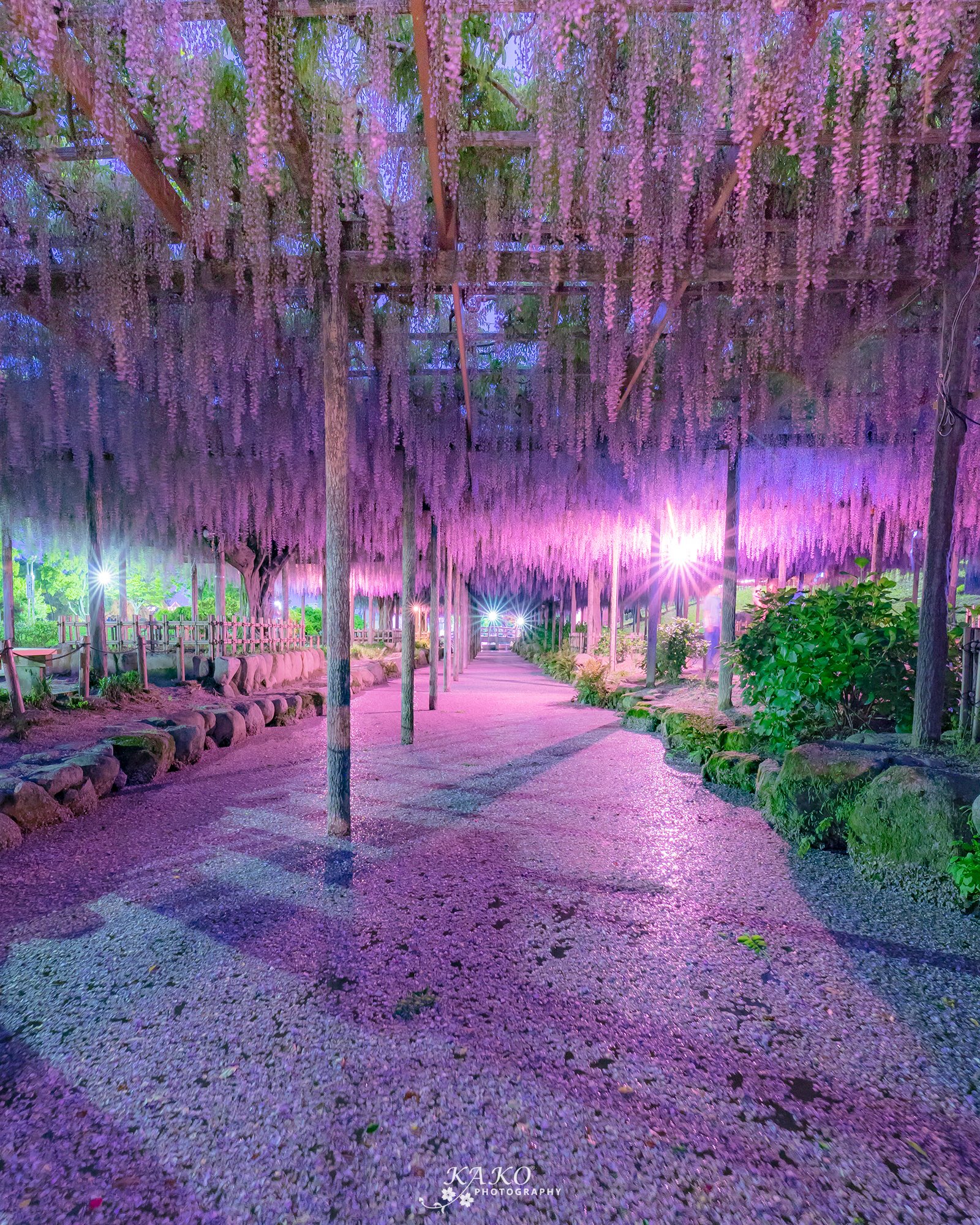 Y Kako 天王川公園の藤の花筏 今年初の天王川公園でしたが 先日の風雨で花が落ちて藤の花筏になってたね そして明日から藤祭りでライトアップが始まるね 18 4 26 Pm7 00 Camera Sony Lens Sigma 14mm F1 8 Dg Hsm 天王川公園