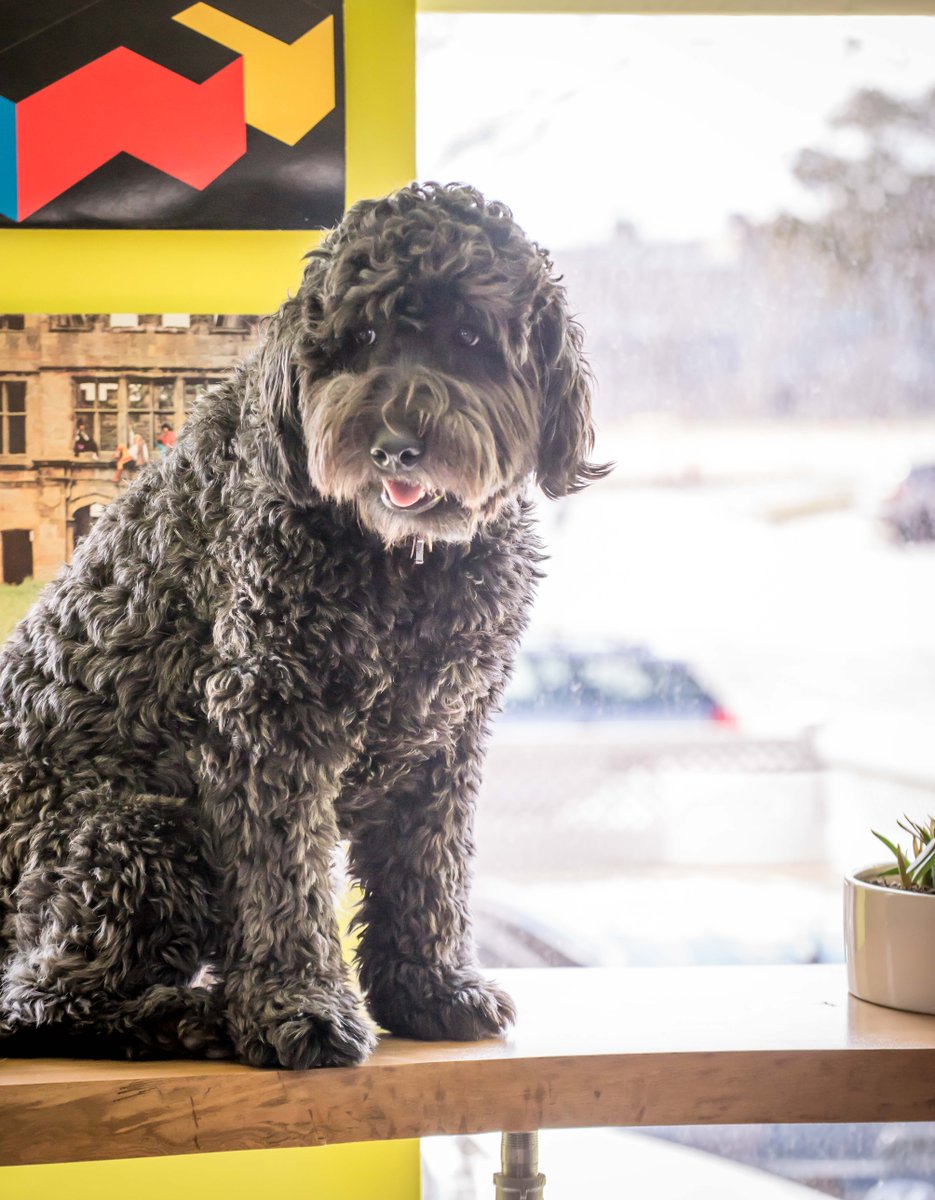 TheWebMarketers's tweet photo. It's another rainy day today, April showers and all that. But on a sunny afternoon, our kitchen bar gets this great light. Some of our staff like work or relax there. Guess which one this guy's doing. #agencylife #marketingagency #webmarketers https://t.co/TUYnYR5hcK https://t.co/G1JeB12UXF