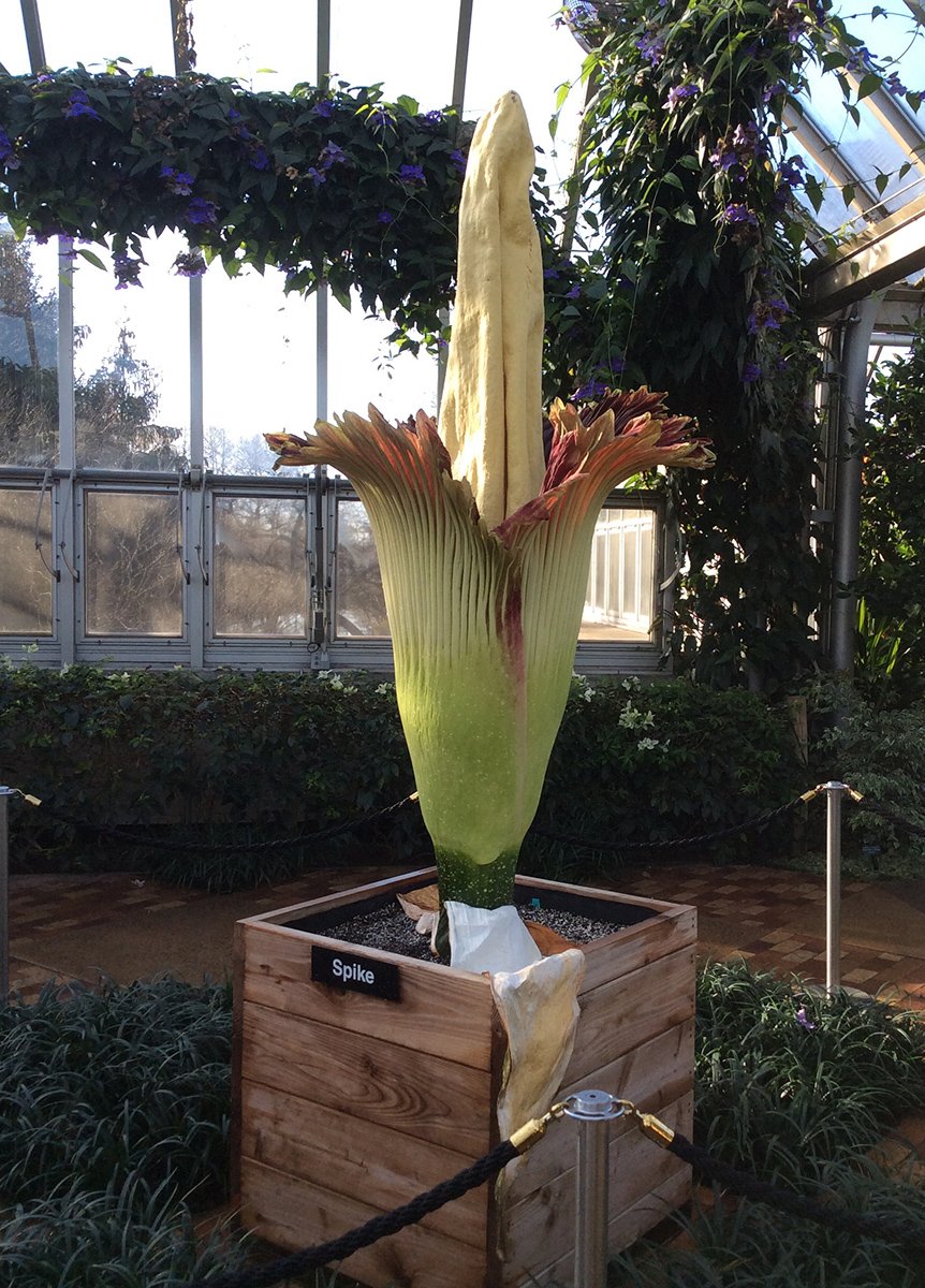chicagobotanic's tweet photo. #CBGSpike is calling all visitors to the Semi-Tropical Greenhouse with its distinctive odor. The Garden is open from 8 a.m. to 7 p.m. https://t.co/tyrT1WWmXd #corpseflower #titanarum https://t.co/OR5M4gGliQ