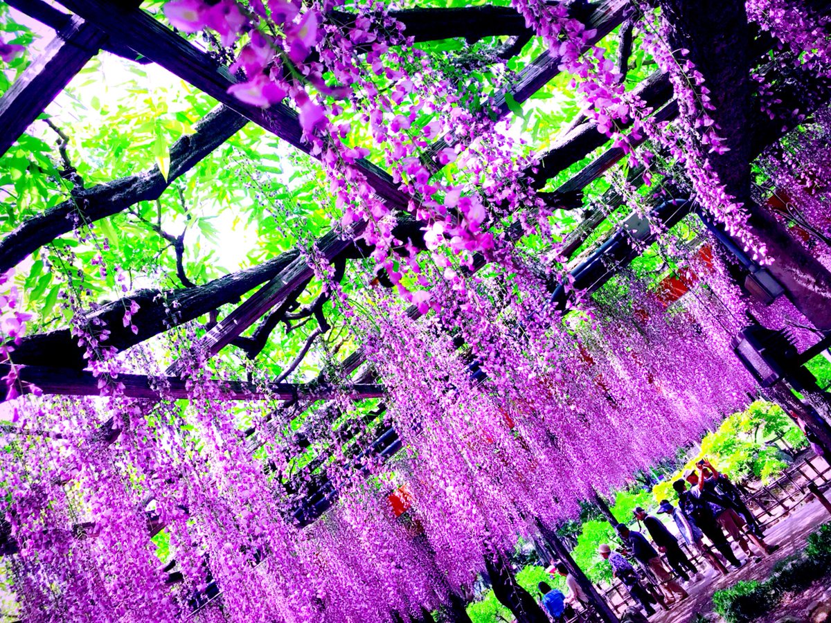 ট ইট র ふあふあ 愛知津島 天王川公園の藤棚を見てきました 色鮮やかな藤棚の下ではお茶を飲んだり 写真を撮ったり ただ見上げたり 思い思いの時間を過ごす人がいてまったりとした空間でした 藤まつりは今週末ですが すでに屋台が出ていました 津島