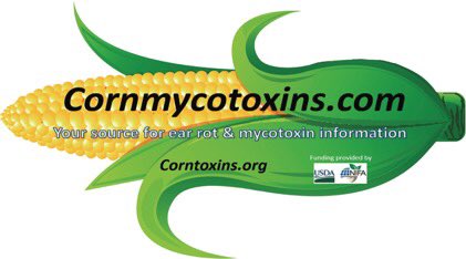CWoloshuk's tweet photo. @corndisease @plantdisease New videos at https://t.co/zCvGamVV72 on scouting for ear rots and considerations for mycotoxin testing. Thanks to @ISUExtension. @PurdueExtension @PurdueBPP @USDA_NIFA https://t.co/gAcpC7qXDy