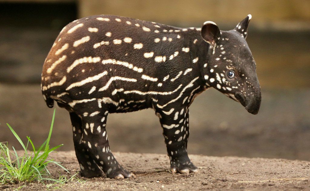 worldtapirday's tweet image. All tapir calves have spots and stripes when they are born, which gradually fade into their adult coats. They are also about the sweetest baby animal one could ever come across. #WorldTapirDay