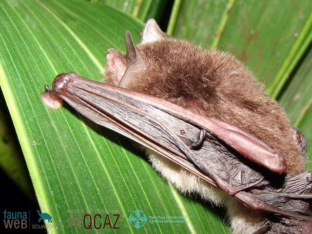 bioweb9's tweet photo. La especie del día. El murciélago con ventosas de Spix se caracteriza por la presencia de pequeños discos a manera de ventosas en la base de los pulgares de alas y patas. Se alimenta de insectos. Thyroptera tricolor. Foto: Carlos Boada #mammals 
Más en: https://t.co/oUbitlmh6Z https://t.co/7qAPWVKvNP