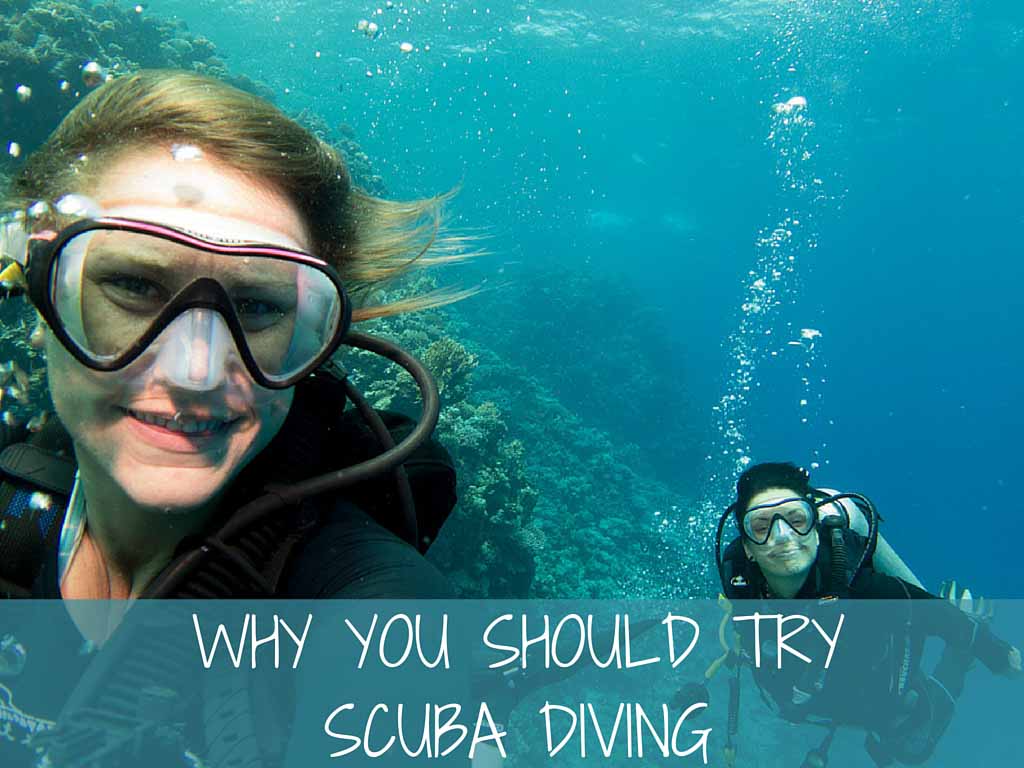 morefundiving's tweet photo. Why you should try scuba diving https://t.co/kN5acotNUj #scuba https://t.co/97OnuCpB2e