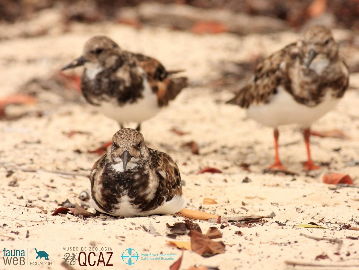 bioweb9's tweet photo. La especie del día. El vuelvepiedras común es una especie migratoria, en el Ecuador se la observa en zonas de playa. Se alimenta de insectos, crustáceos y moluscos. Arenaria interpres. Galápagos, Isla Santa Cruz. Foto: Santiago Ron #birds https://t.co/azoC5fVPHt