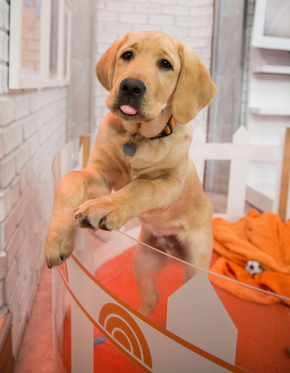 TODAY Puppy tweet media