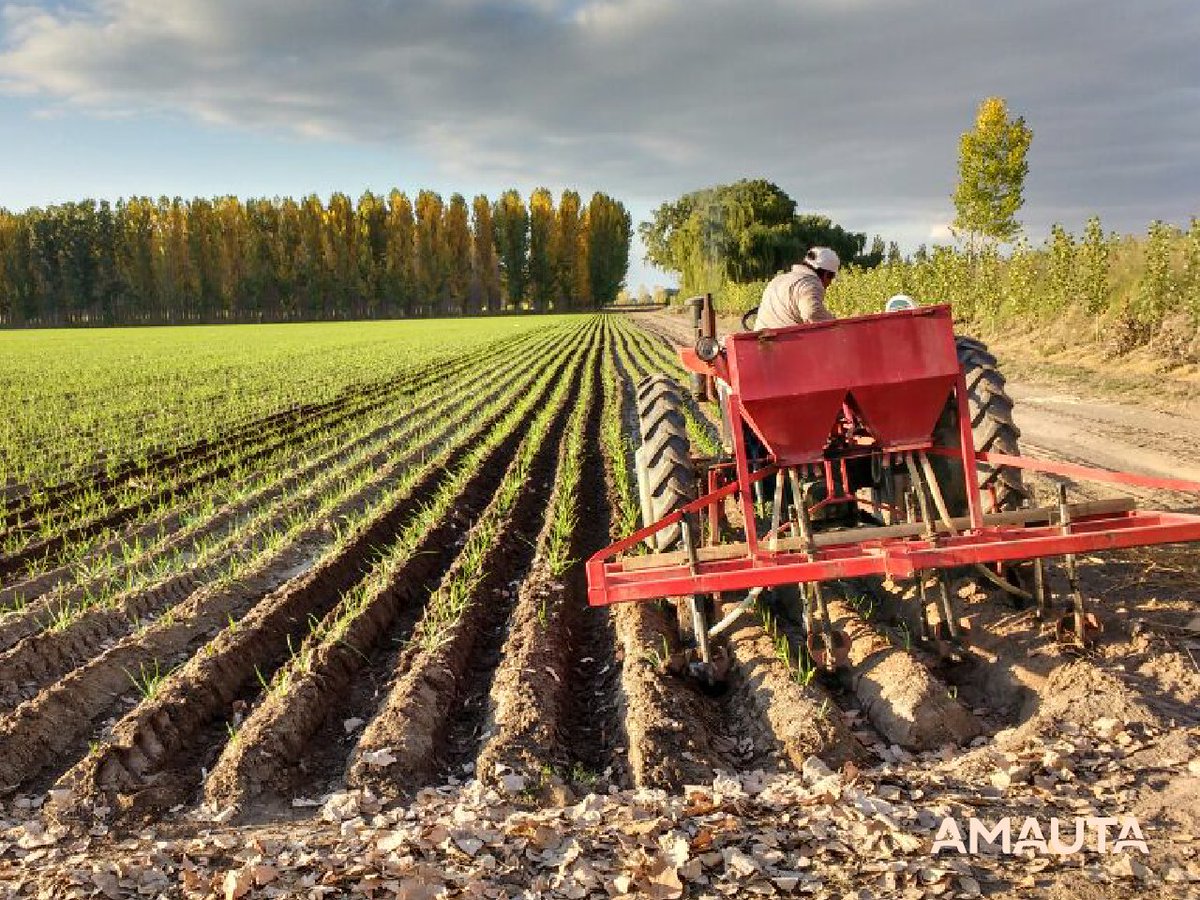 AmautaAgro's tweet photo. 📸 Nuestros comerciales estuvieron aplicando Nitralia Elite 300kg/ha en ajo 🌿🌿 #EvolucionandolaCulturadelAgro https://t.co/xVrZcnSGr5