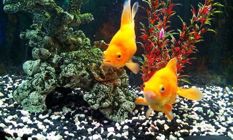 ArabellaSheen's tweet photo. The neighbours are on holiday.
Woops . . . I nearly forgot to feed the goldfish.
#FishDuty #babysister https://t.co/ytXF19MWlT