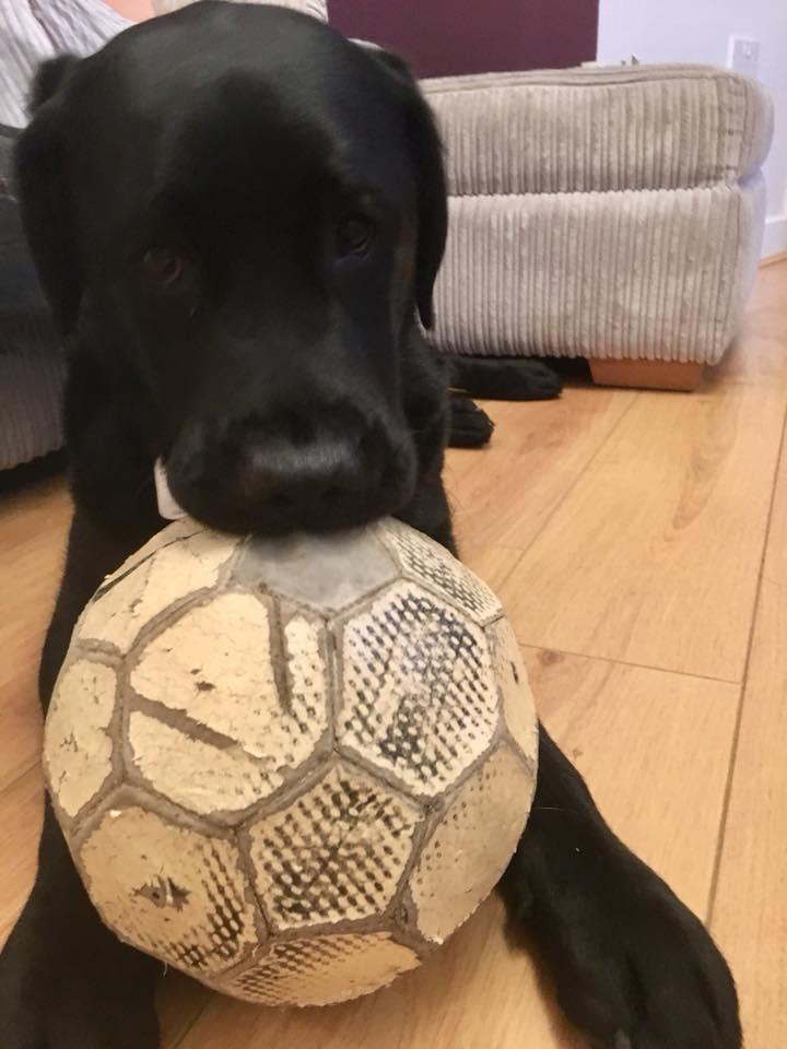 Oliver having a guest appearance tonight <a href="/HappyCentre/">Thanington NR Centre</a>. Not sure what he enjoyed more, all the people he met or his gift, which has now become his favourite toy!