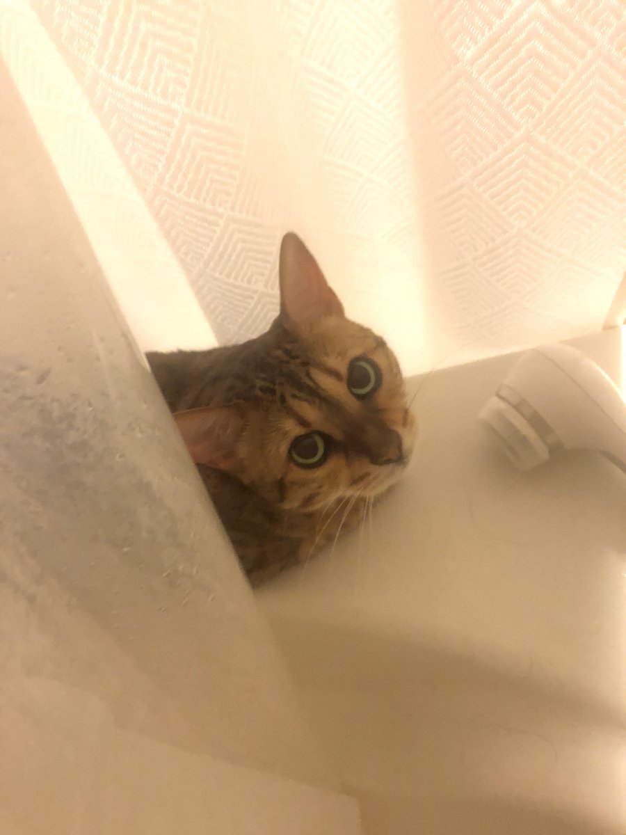 my cat loves me so much