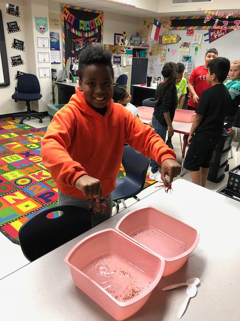 Miss_Harty's tweet photo. We loved studying all about crayfish! #ShandsES https://t.co/7N3y6yi9uU