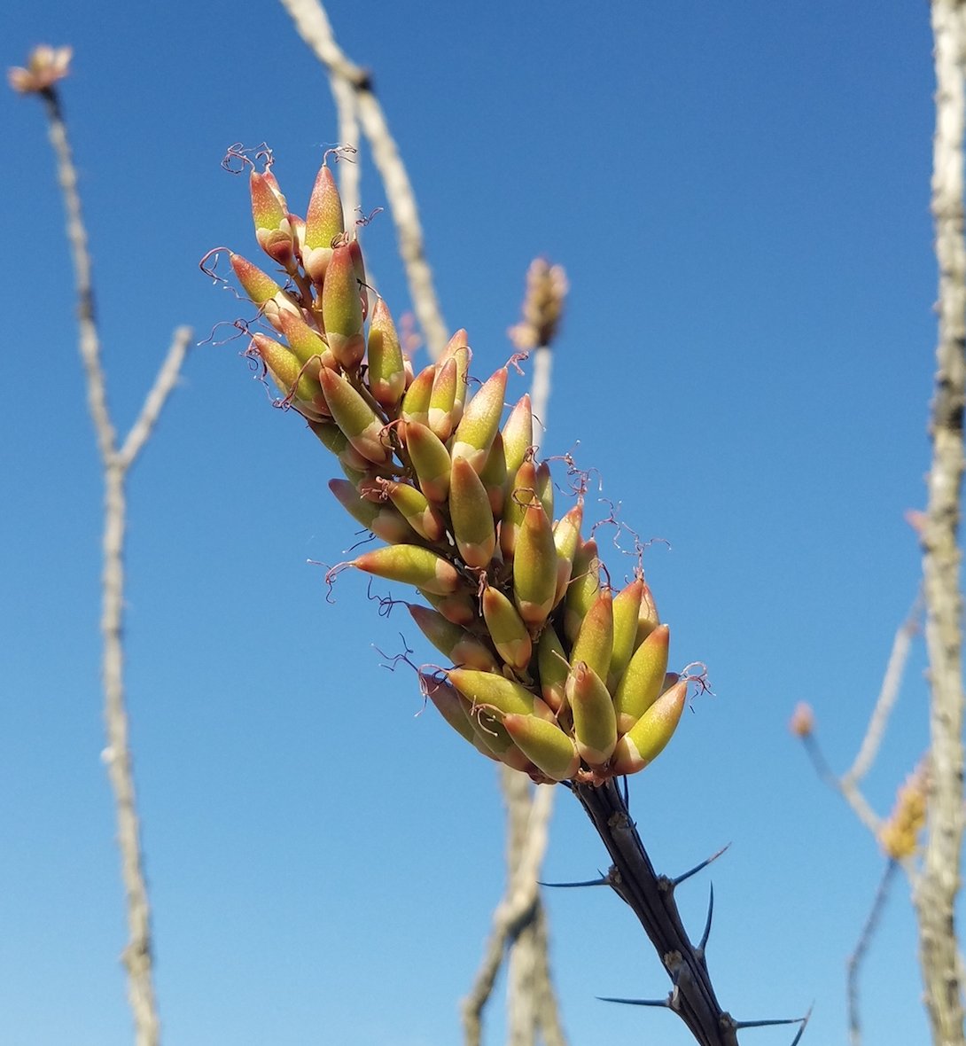 visitbigbend's tweet photo. Ocotillo flowers have matured from bright, showy red-orange blossoms into yellow and green seedheads.
.
#LocalFlavor #SupportLocalMusic #CountryFolk #SingerSongwriter #CatchAShow #VisitBigBend https://t.co/9aTVnuH9cI