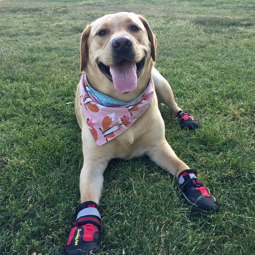 MyBusyDog's tweet photo. This photo put a huge smile on my face! Love seeing our happy four legged customers!
...
📸Reposting @konathefoxredlab:
...
"Happy #ToT everypawdy! Not only are @mybusydog boots made for walking, they're also made for modeling 🐾 #tongueouttuesday 🐶👅" https://t.co/xcPBLH3QTw