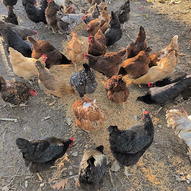 Dellaterrapgh's tweet photo. Did you know our sister restaurant Burgh’ers brews their own beer? The chickens that produce the eggs for our restaurants love it and we think you will will too!
.
.
.
.
.
@burghersharmony @burgherslawrenceville @burghersbrewingpgh
#wastenot #recycle #eggsforus #beerforchic… https://t.co/jrn22alpkK