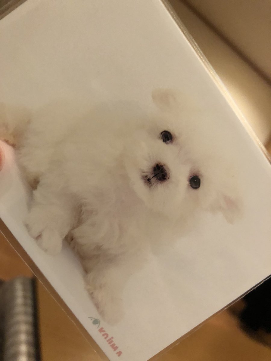 bunbun04100726's tweet photo. 日曜日から新しい家族❤︎❤︎
あー待ち遠しい。。。
💗💗💗💗💗💗 https://t.co/t7i6vhQ0AF