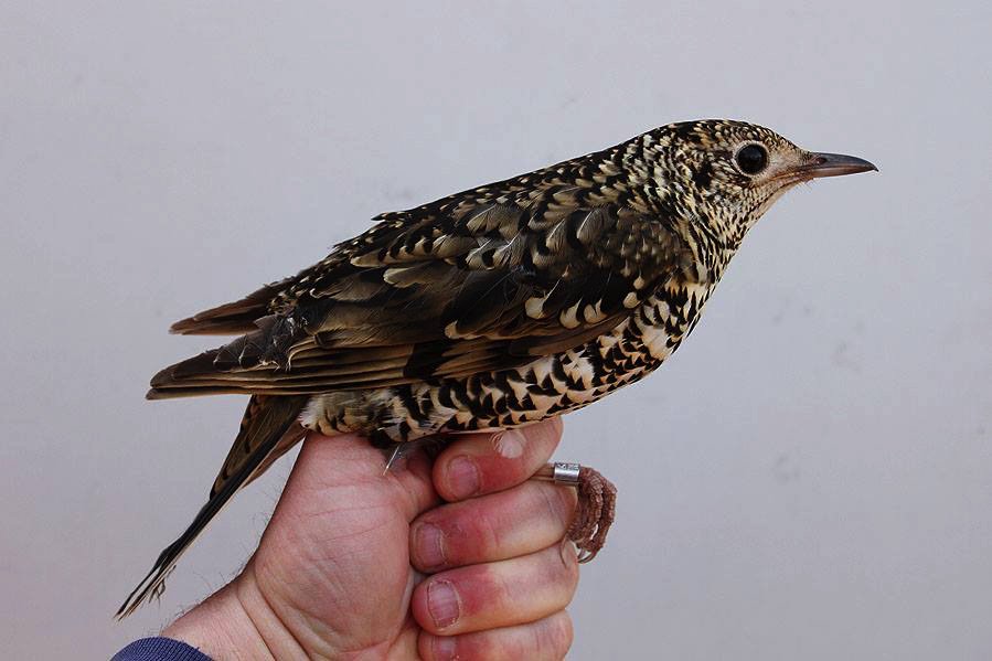 White’s Thrush trapped and ringed at Helgoland photo Jochen Dierschke - 9th record for Germany since 1977